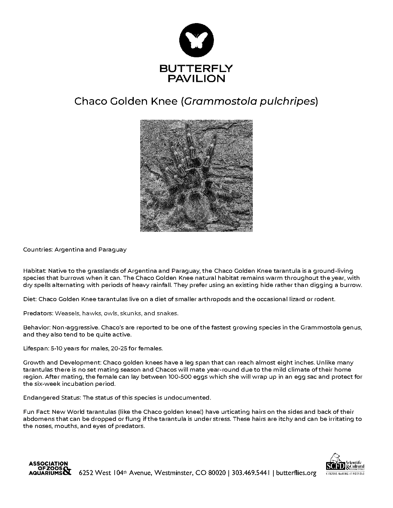 chaco tarantula care sheet pdf